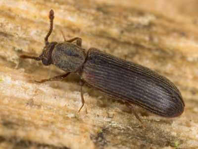 How to Identify a Powderpost Beetle How to Identify a Powderpost Beetle