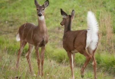 How to Identify a White-Tailed Deer