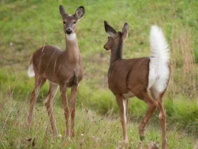 How to Identify a White-Tailed Deer How to Identify a White-Tailed Deer