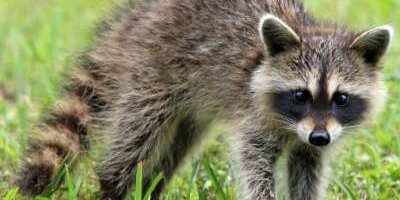 A raccoon traverses the grassy area in Milwaukee, WI, highlighting local wildlife.