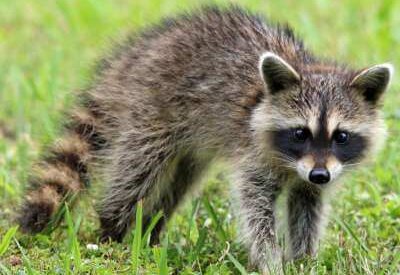 A raccoon traverses the grassy area in Milwaukee, WI, highlighting local wildlife.