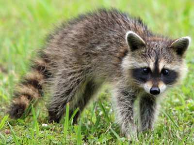 How to Identify a Raccoon A raccoon traverses the grassy area in Milwaukee, WI, highlighting local wildlife.