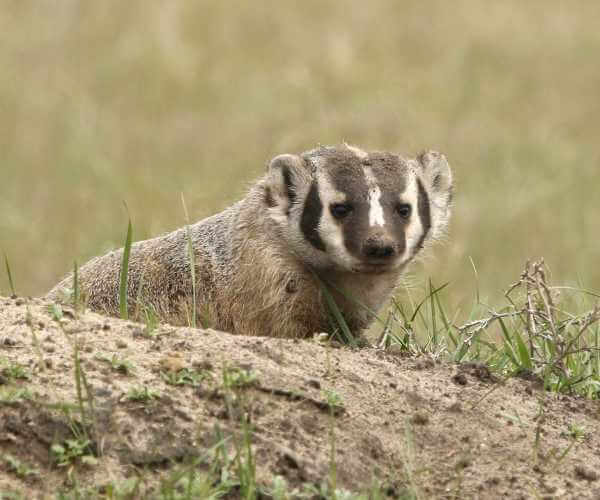 Badger Burrow Badger Burrow