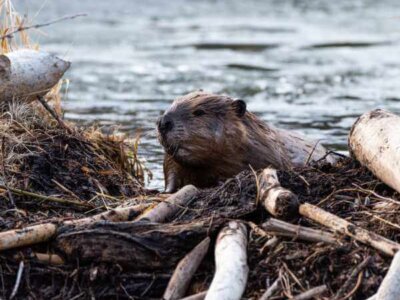 Beaver Dam Beaver Dam