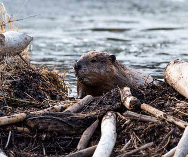 Beaver Dam Beaver Dam