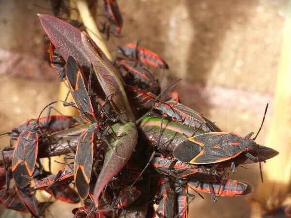 Boxelder Bug Infestation Large group of boxelder bugs gathered together, displaying flat black bodies with red-orange markings along their wings.