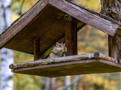 Chipmunk in a Bird Feeder Chipmunk in a Bird Feeder
