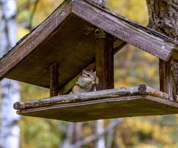 Chipmunk in a Bird Feeder Chipmunk in a Bird Feeder