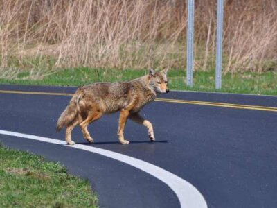 Coyote Crossing a Street in Milwaukee, WI Coyote Crossing a Street in Milwaukee, WI