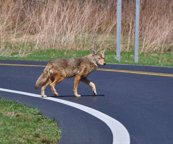 Coyote Crossing a Street in Milwaukee, WI Coyote Crossing a Street in Milwaukee, WI