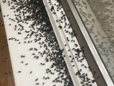 Dead Flies on Window Sill Dead Flies on Window Sill