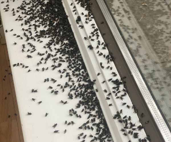 Dead Flies on Window Sill Dead Flies on Window Sill