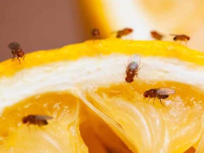 Fruit Fly Infestation Fruit Fly Infestation