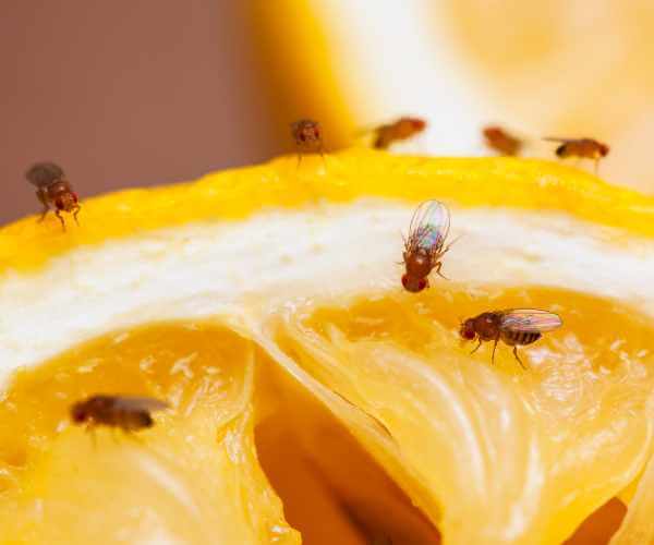 Fruit Fly Infestation Fruit Fly Infestation