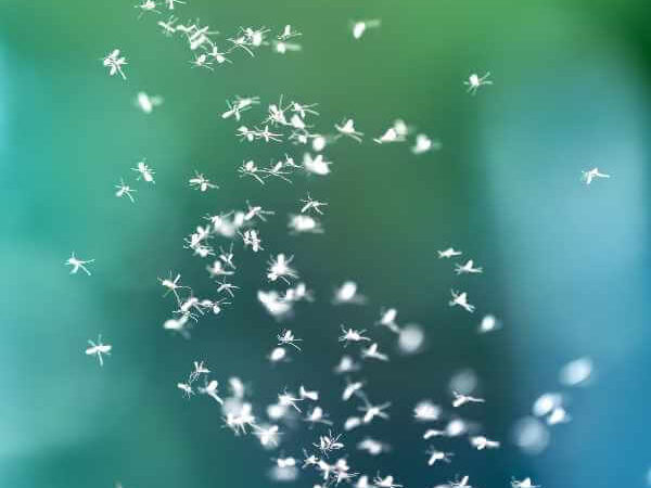 Swarm of fungus gnats flying in a cluster on a hot summer day.