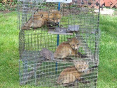 How to Trap Foxes How to Trap Foxes