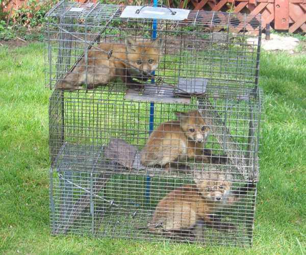 How to Trap Foxes How to Trap Foxes