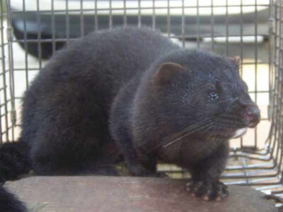 How to Trap a Mink How to Trap a Mink