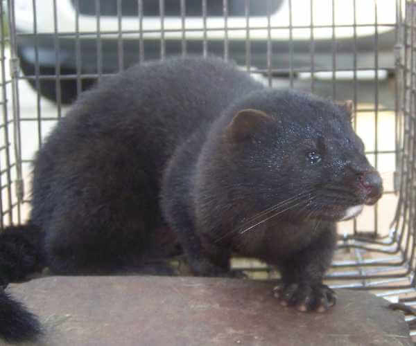 How to Trap a Mink How to Trap a Mink