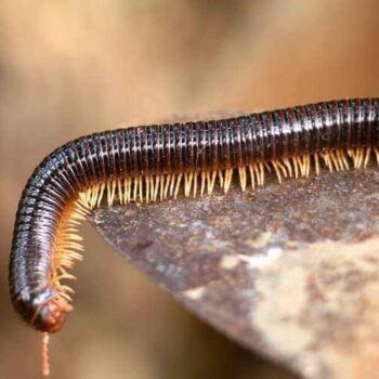 Millipede Infestation