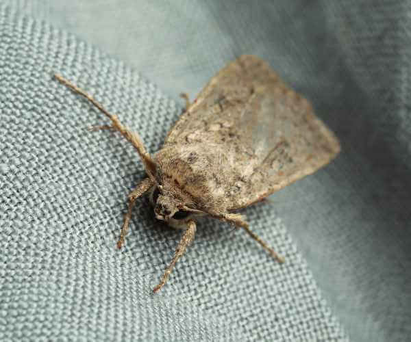Moth Infestation Moth Infestation