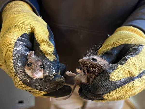 Pest control technician displaying two mice captured during a rodent removal service, showing successful control efforts.