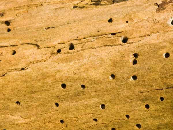 Powderpost beetle damage holes in wood with small round exit holes and fine powdery frass.