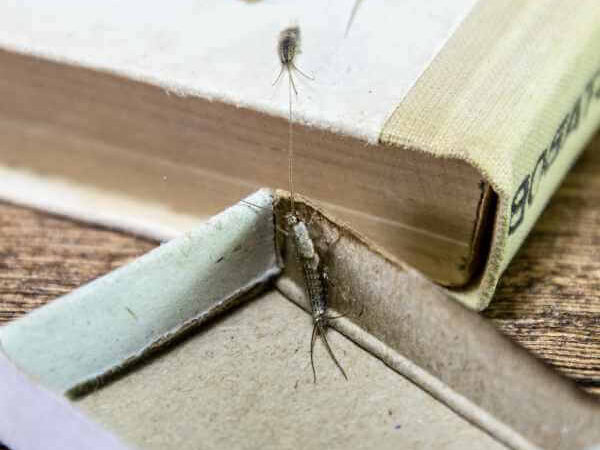 Silverfish infestation in books showing silverfish insects hiding between book pages and along damaged paper edges.