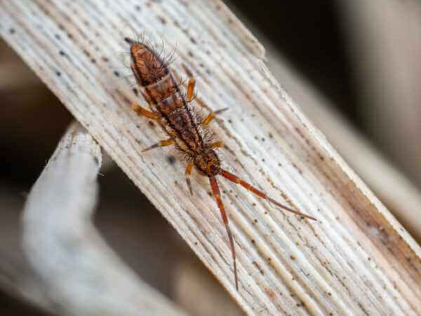 Springtail Infestaiton Close-up view of a springtail insect highlighting its small wingless body, six slender legs, short bristles, and rounded head with prominent antennae.