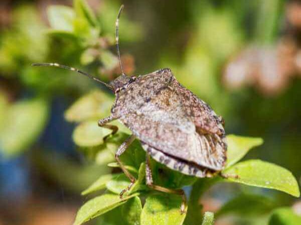 Brown marmorated stink bug resting on a green plant leaf, showing its shield-shaped mottled brown body and banded antennae.
