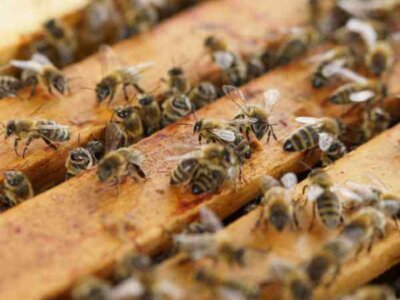Honey Bee Hive Honey Bee Hive