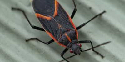 A red and black bug with orange stripes on its back in Milwaukee, WI.