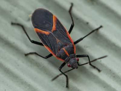 How to Identify a Boxelder Bug A red and black bug with orange stripes on its back in Milwaukee, WI.