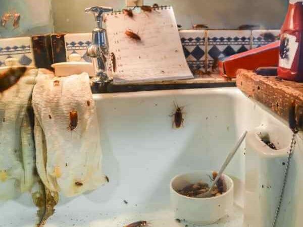 Cockroach infestation in a kitchen showing roaches on countertops and near appliances.