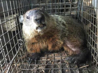 How to Trap Groundhogs How to Trap Groundhogs