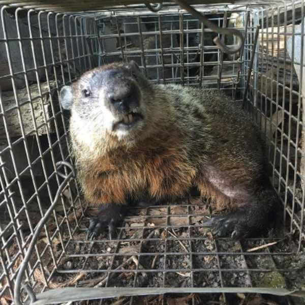 How to Trap Groundhogs How to Trap Groundhogs