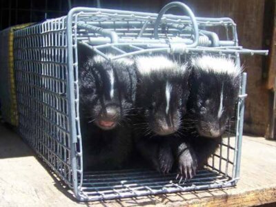 How to Trap Skunks How to Trap Skunks