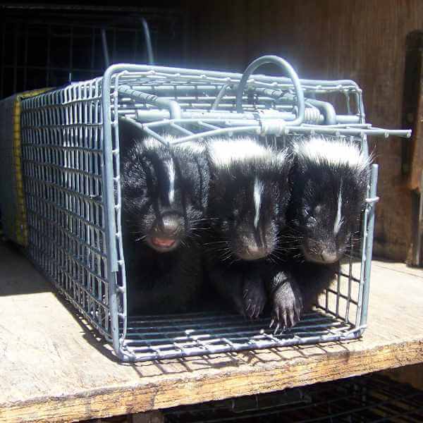 How to Trap Skunks How to Trap Skunks