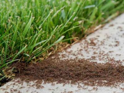 Ant Infestation Ant Infestation