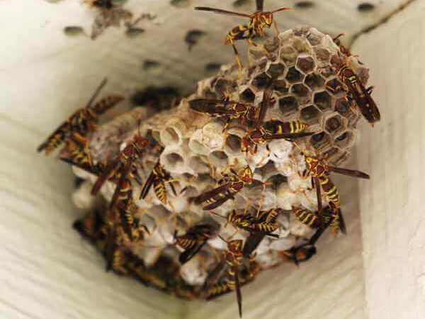 Paper Wasp Nest A umbrella-shaped wasp nest underneath a house overhang with multiple paper wasps on it.