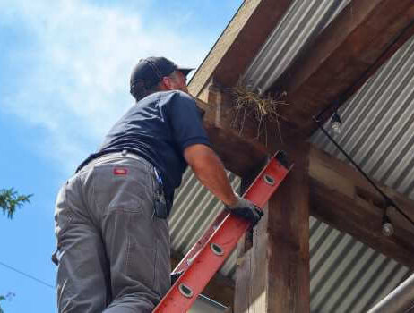 Technician Removing a Bird Nest Technician Removing a Bird Nest