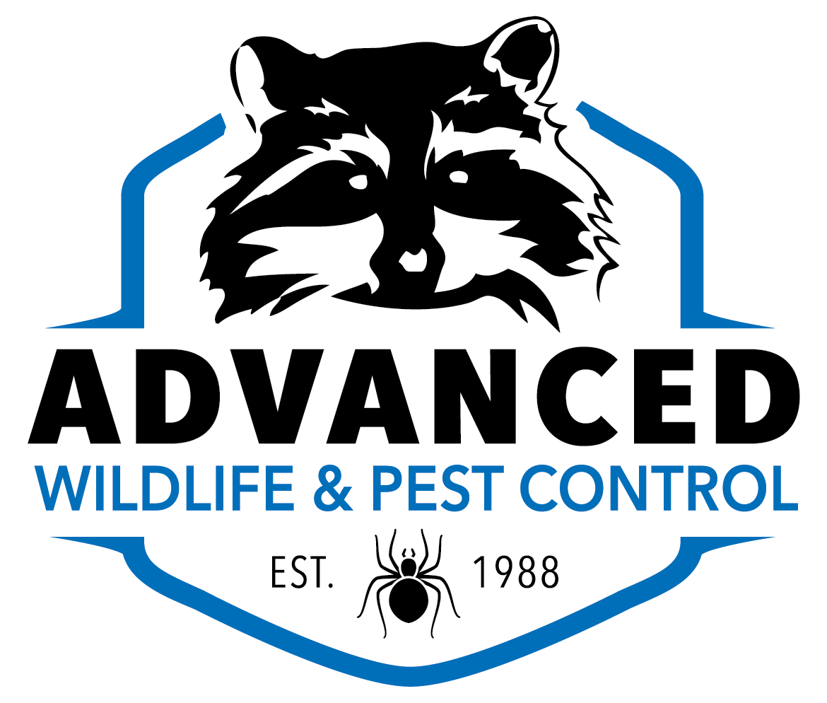Diseases Directly Transmitted By Mice Rats Rodent Health Risks diseases-directly-transmitted-by-mice-rats-rodent-health-risks