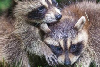 Two young raccoons cuddling closely on grass. Two young raccoons cuddling closely on grass.
