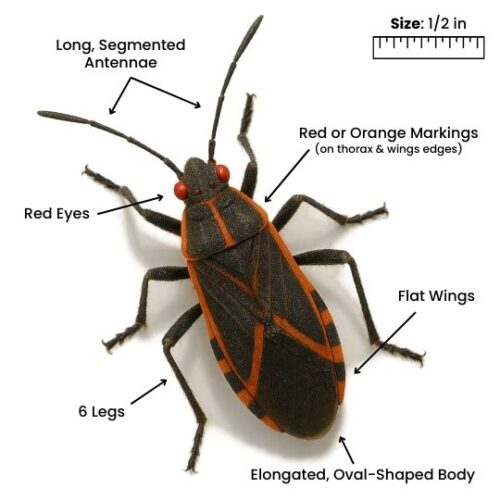 Boxelder Bug Identification Close up image of a boxelder bug highlighting key identification features, including its black body with red-orange markings, six legs, long antennae, and red eyes.