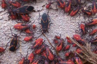 A Cluster of Boxelder Bugs on a House Cluster of boxelder bugs gathered on the exterior foundation of a house.