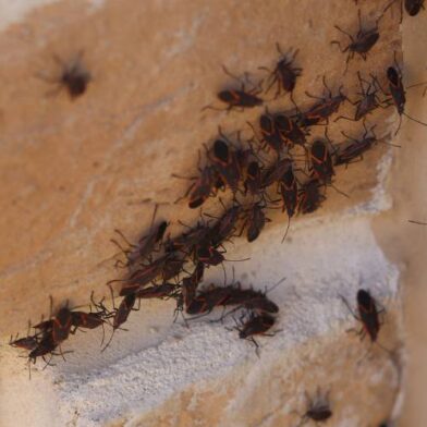 Cluster of small black and red bugs on a beige wall.