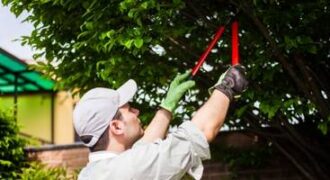 tree trimming tree trimming