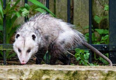 opossums-1-400x275 opossums-1-400x275