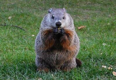 woodchucks-400x275 woodchucks-400x275