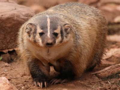 American badger walking across dirt terrain, showing its low body, short legs, and strong build